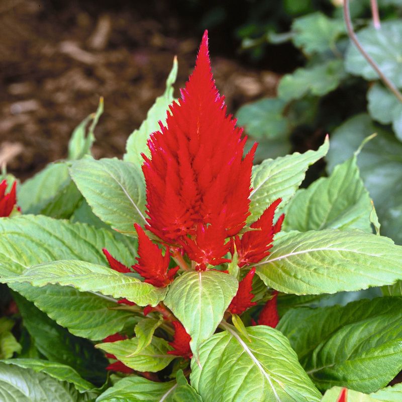 Celosia