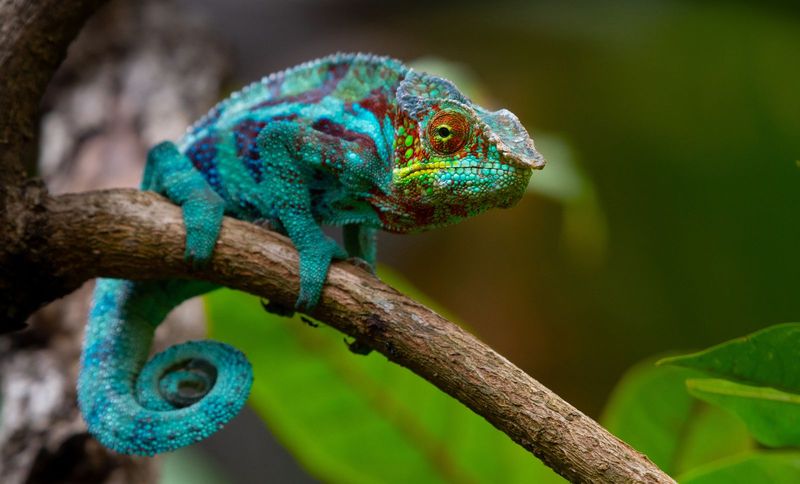 Chameleons change color to match their surroundings