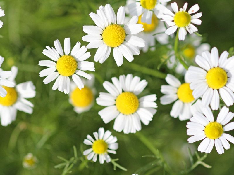 Chamomile