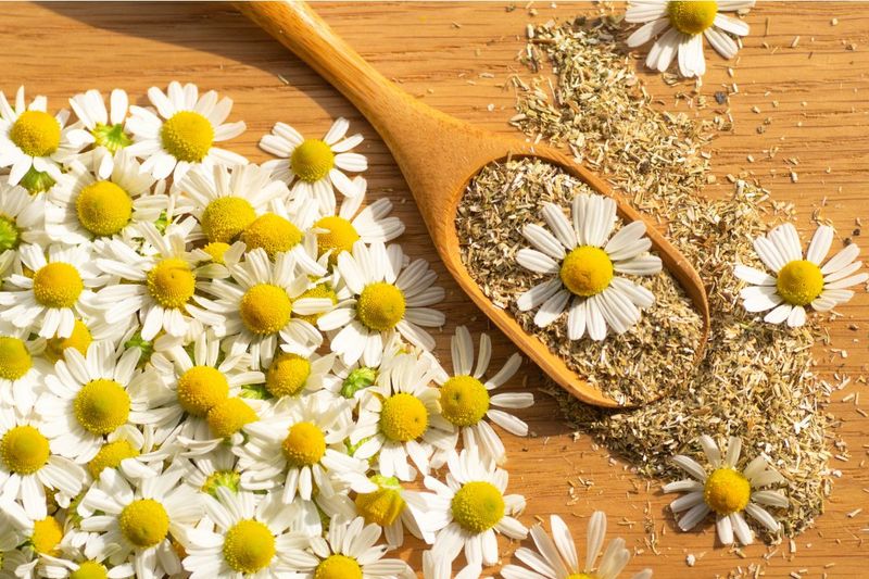 Chamomile