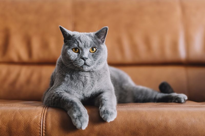 Chartreux