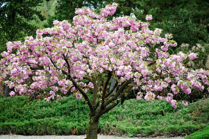 Cherry Blossom Trees