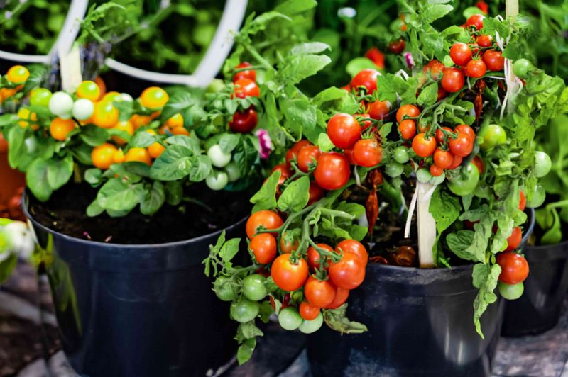 Cherry Tomatoes