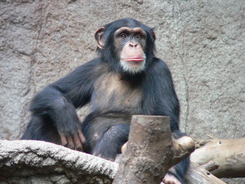 Chimpanzee