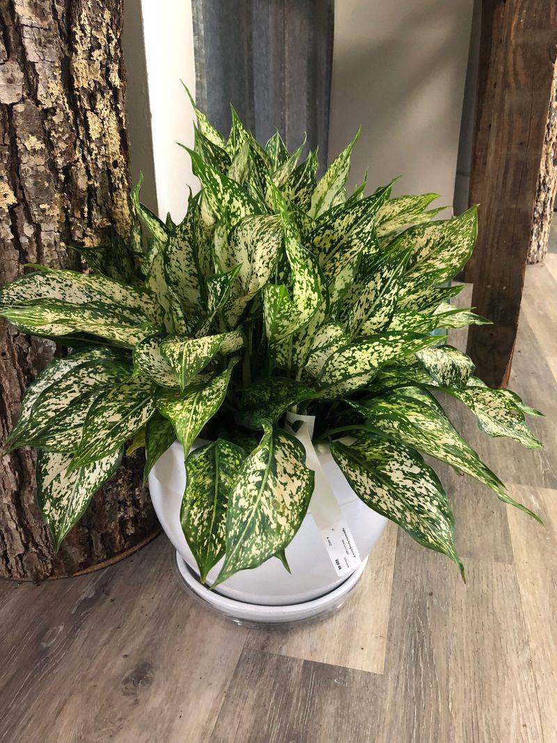 Chinese Evergreen