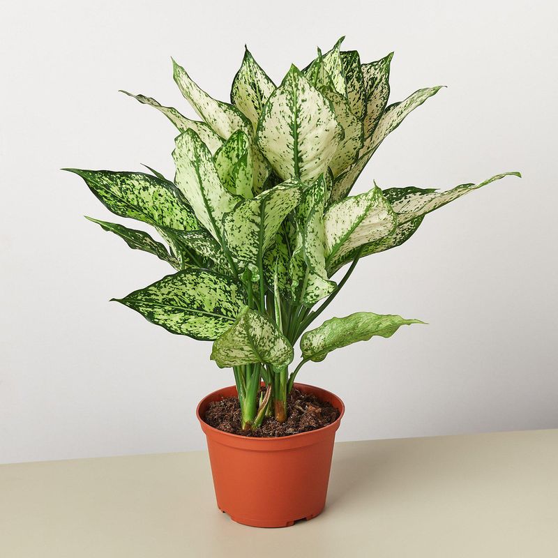 Chinese Evergreen (Aglaonema)