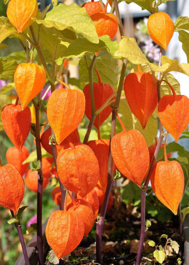 Chinese Lantern