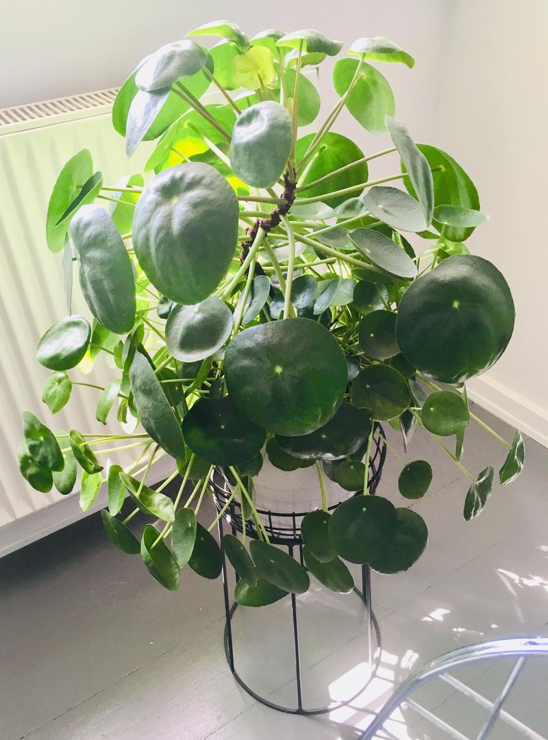 Chinese Money Plant