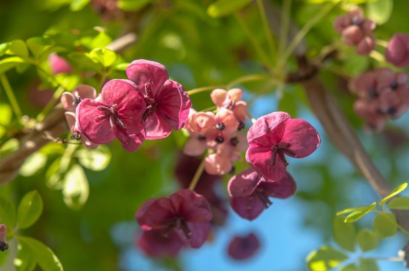 Chocolate Vine