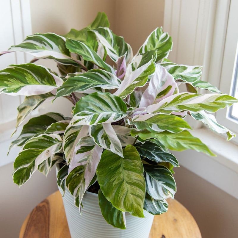 Choosing the Right Calathea