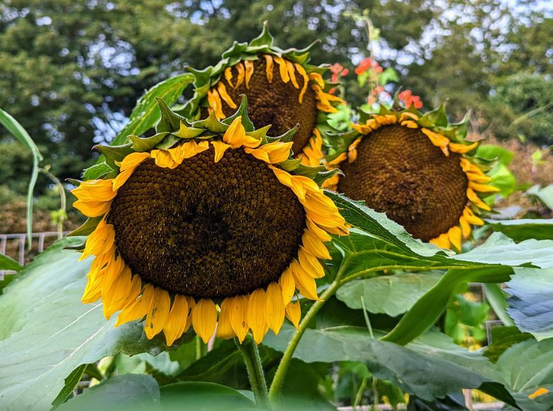 Choosing the Right Sunflowers