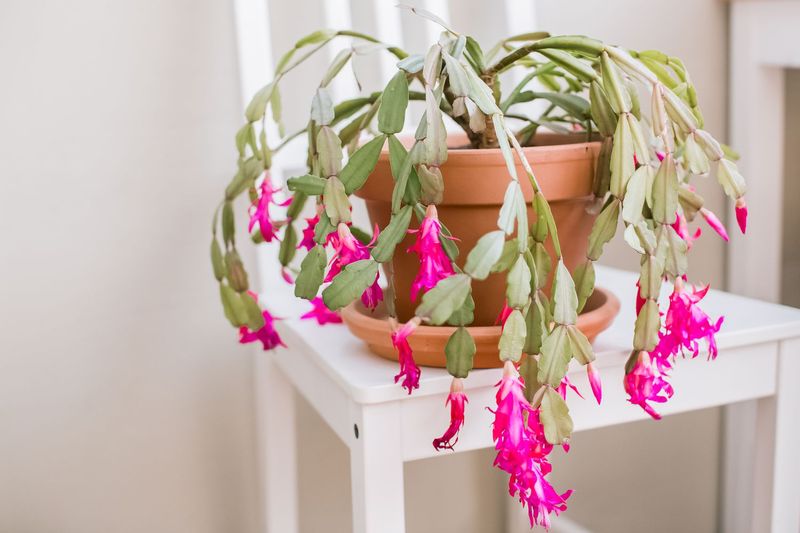 Christmas Cactus