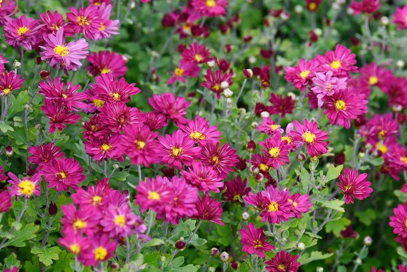 Chrysanthemums