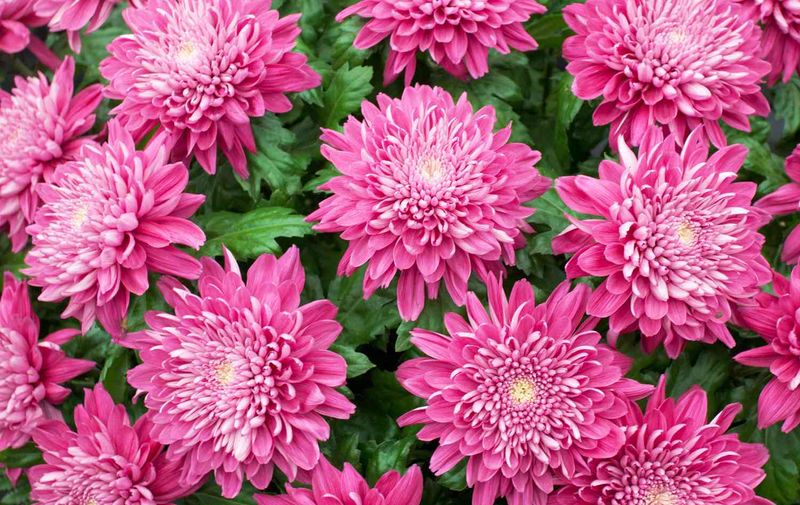 Chrysanthemums