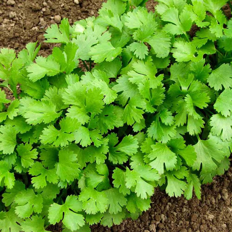 Cilantro