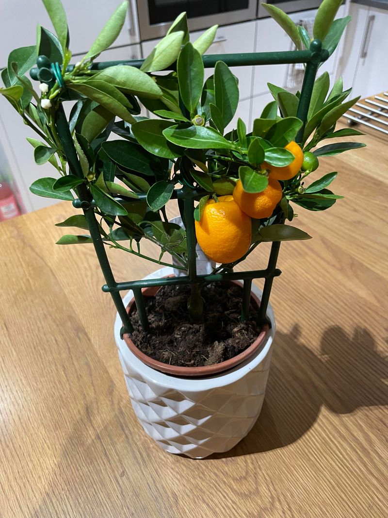 Citrus Calamondin