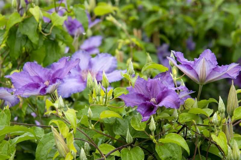 Clematis