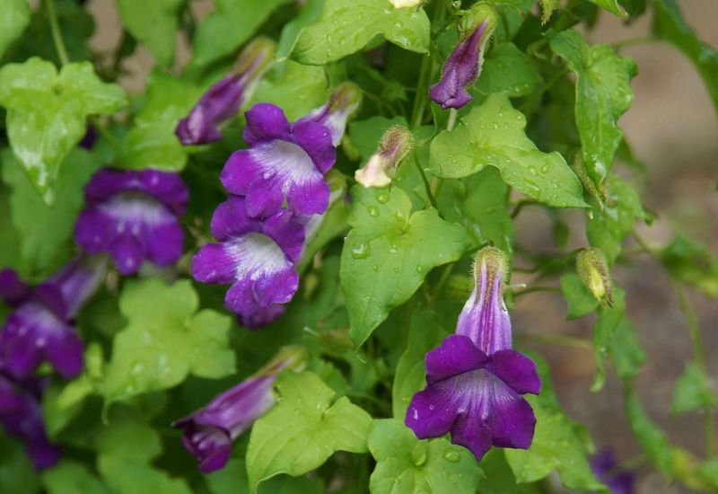 Climbing Snapdragon