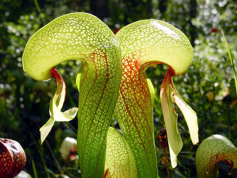 Cobra Lily