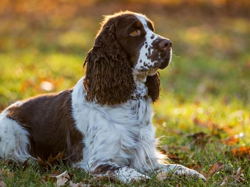 Cocker Spaniel