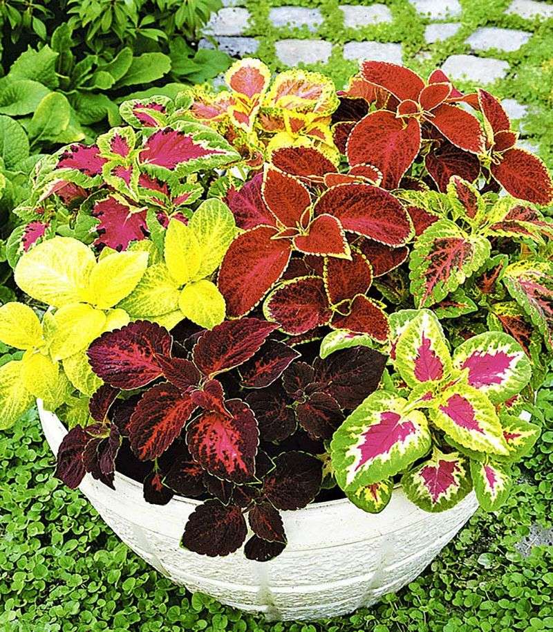 Coleus