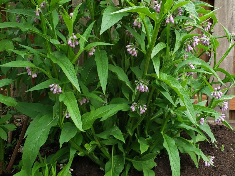 Comfrey