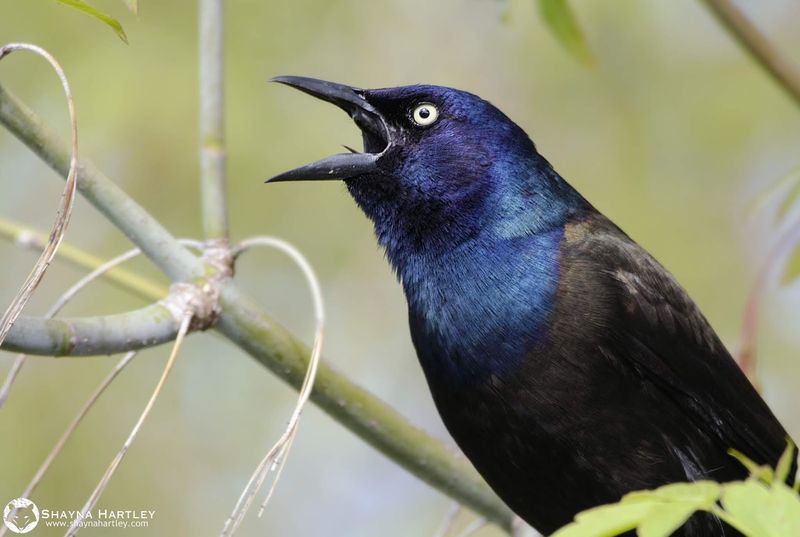 Common Grackle