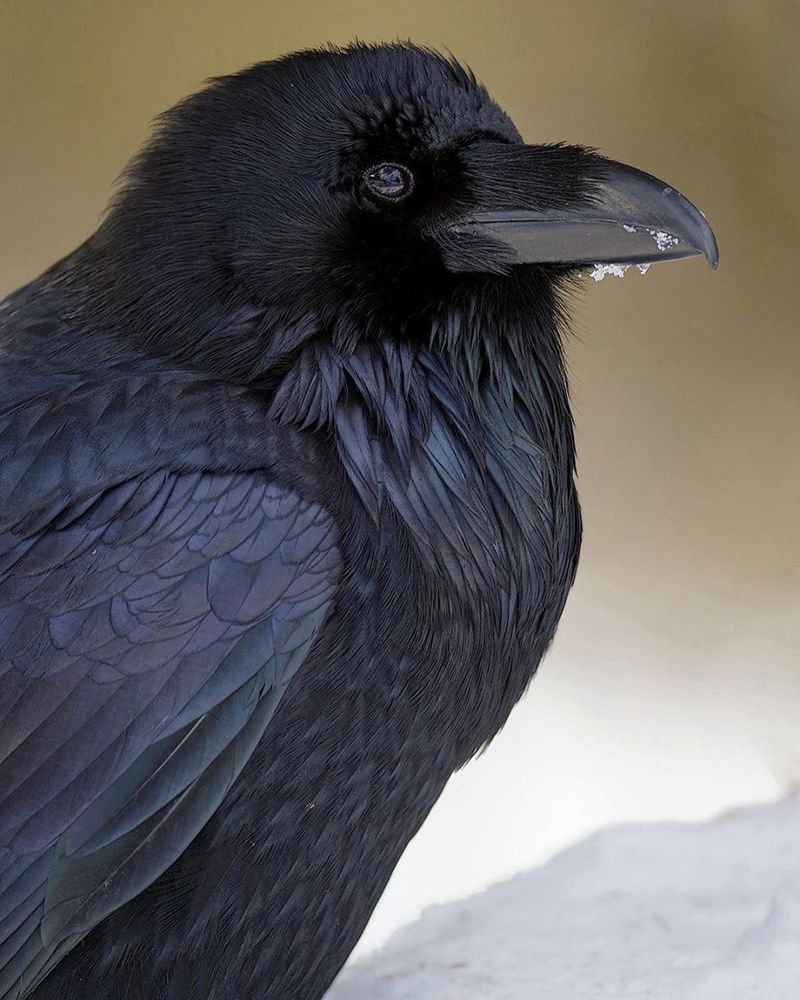 Common Raven