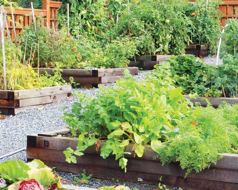 Companion Planting Strategies