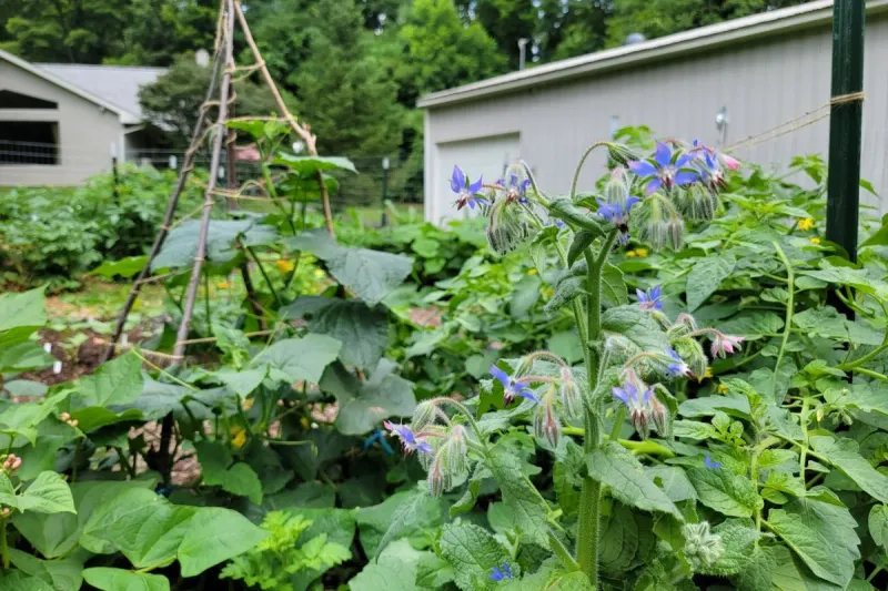 Companion Planting