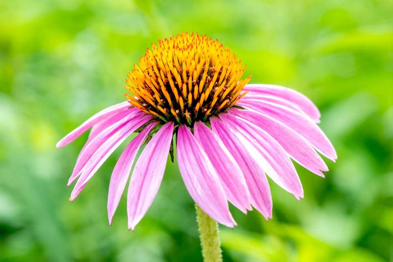 Coneflower