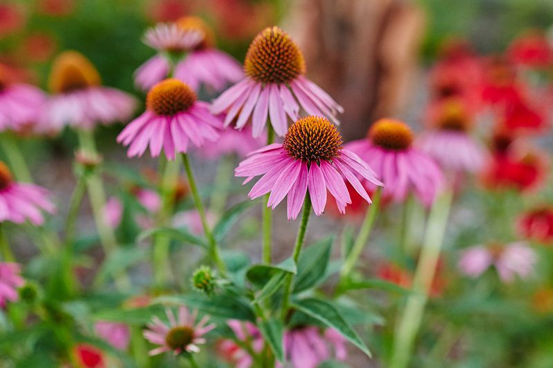 Coneflower