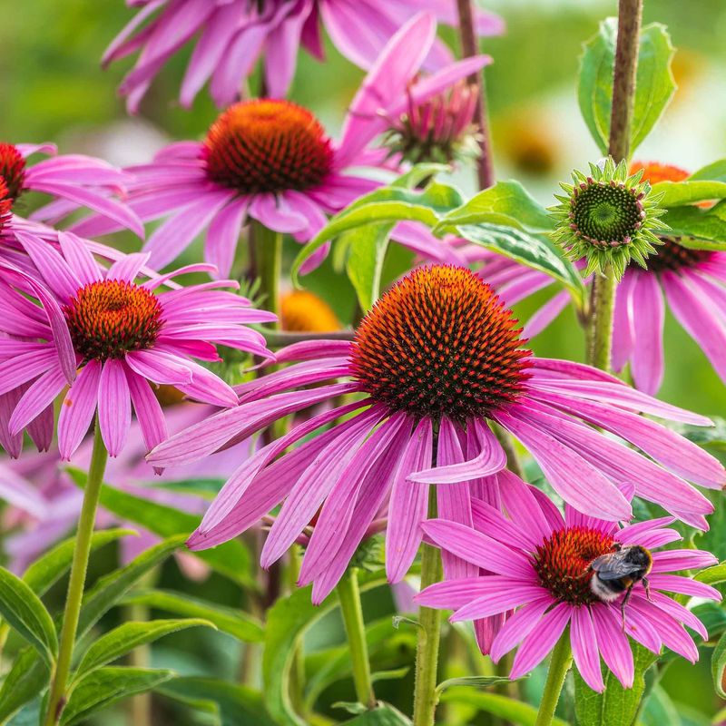 Coneflower (Echinacea)