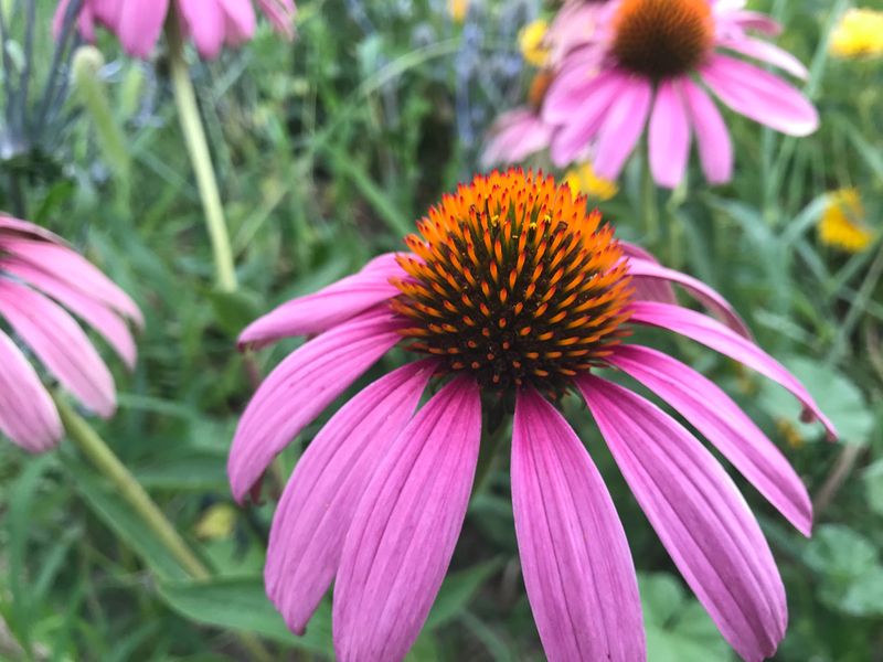 Coneflower (Echinacea)