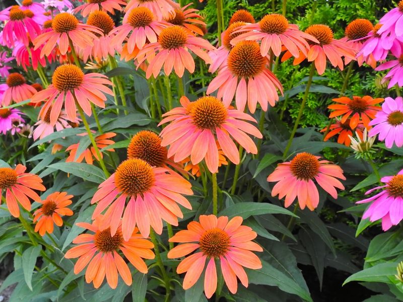 Coneflowers