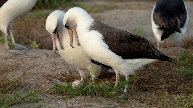 Conservation Efforts for Laysan Albatrosses