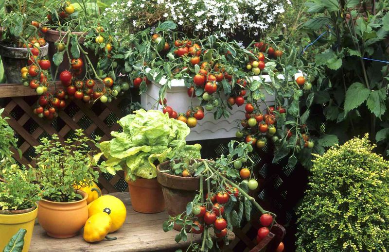 Container Gardening