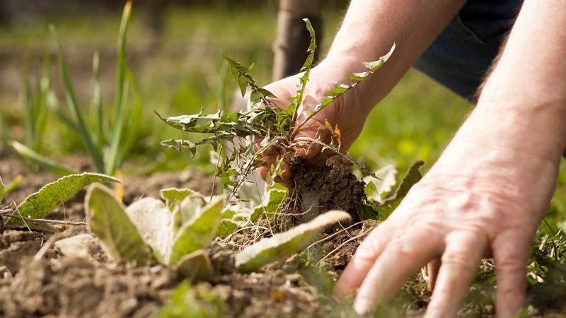 Control Weeds Regularly