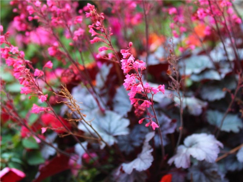 Coral Bells