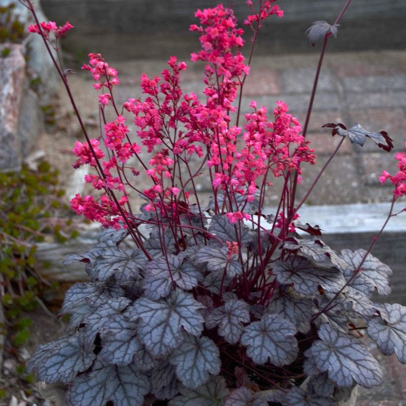 Coral Bells (Heuchera)