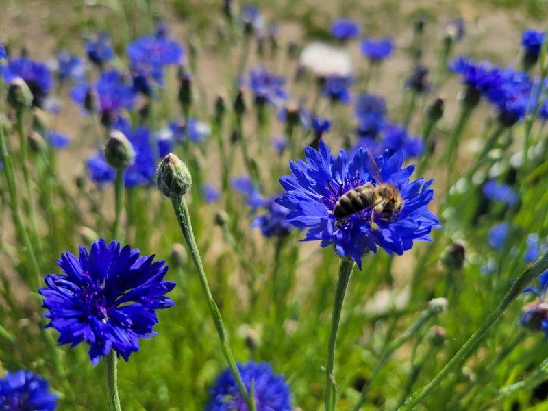 Cornflower