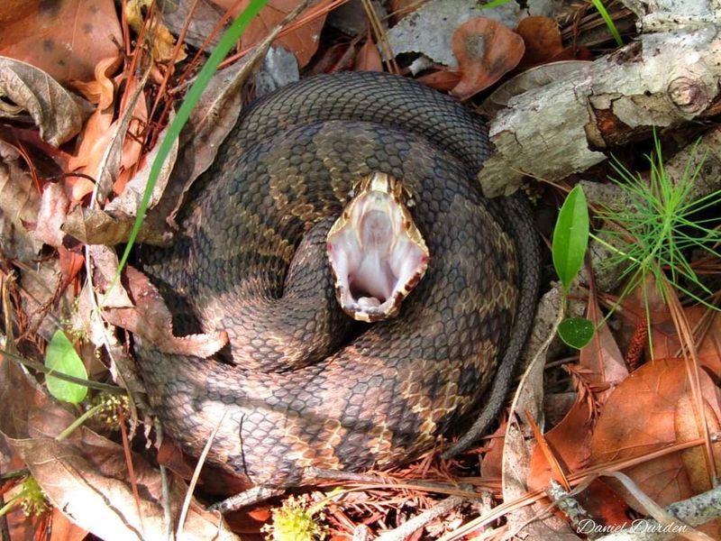 Cottonmouth (Water Moccasin)