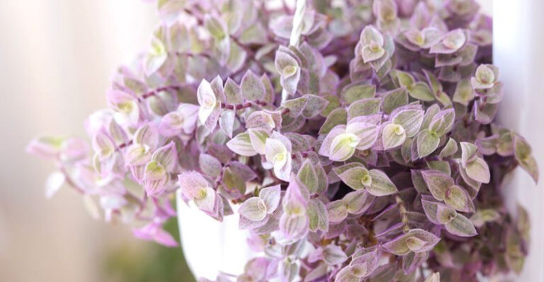 Cozy Corners Await: 12 Rare Houseplants to Snuggle Into Your Space