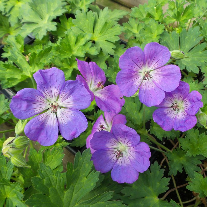 Cranesbill Geranium