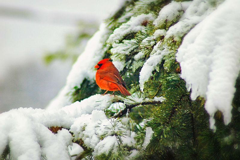 Create a Wildlife Habitat