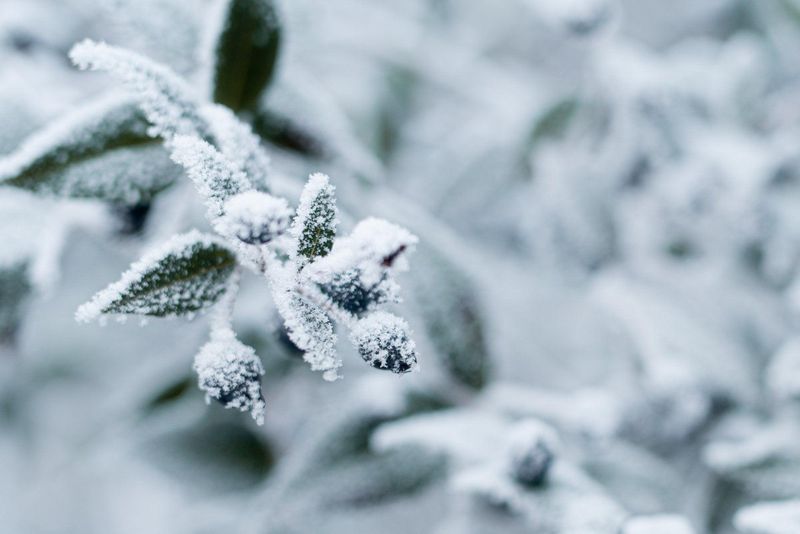 Create a Winter Herb Garden