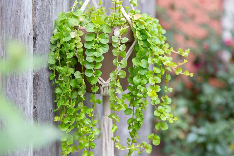 Creeping Jenny