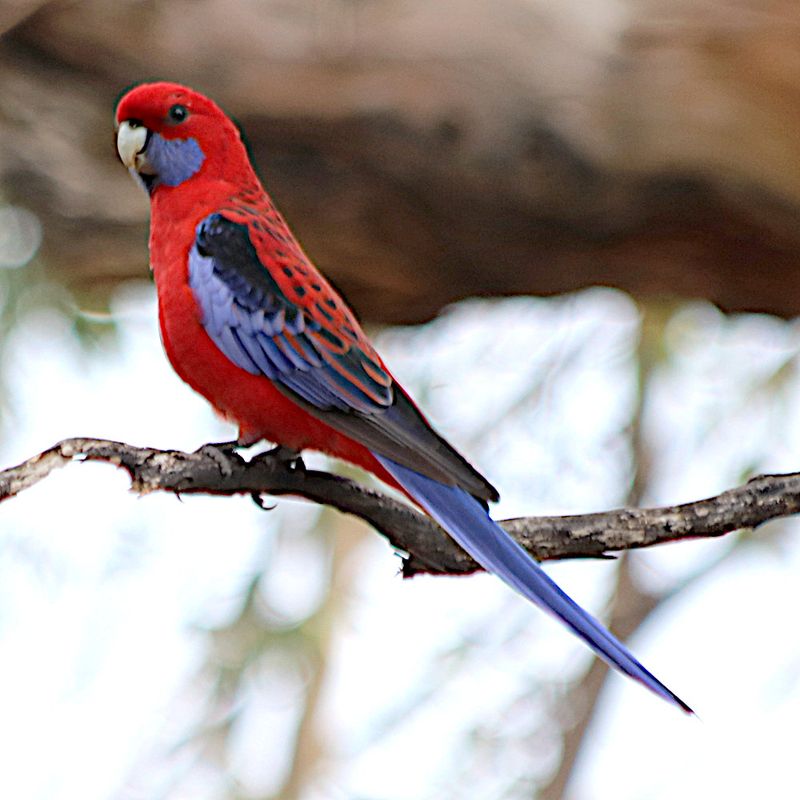 Crimson Rosella