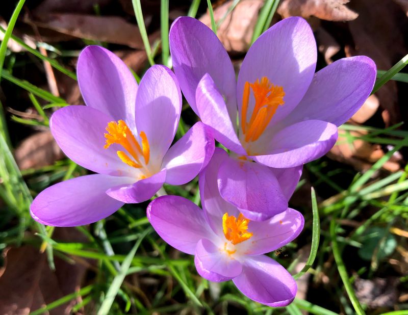 Crocus