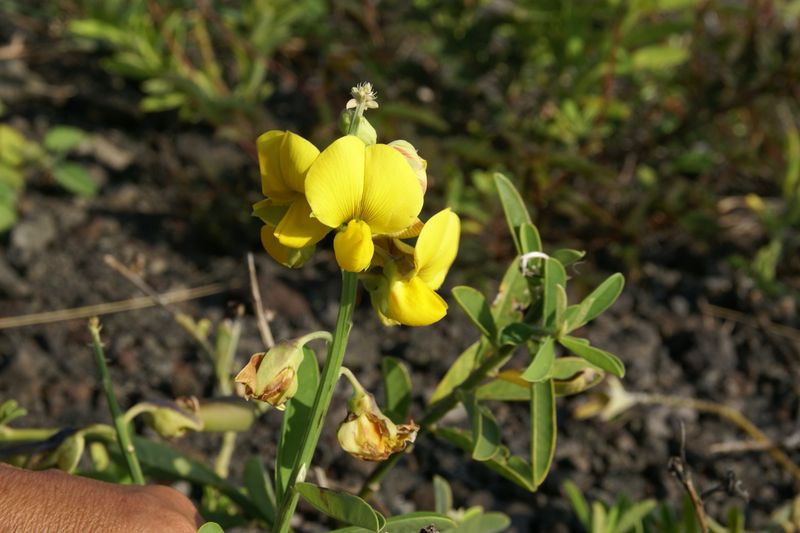 Crotalaria